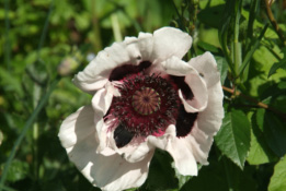 Papaver orientale 'Perry's White'Oosterse papaver, Reuzenpapaver bestellen